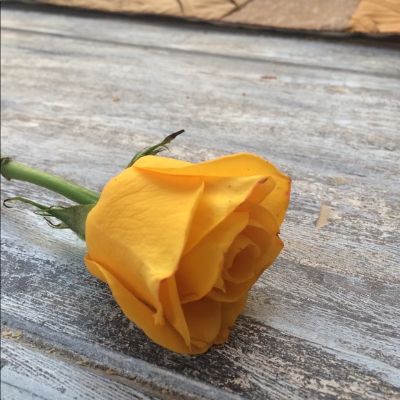 Meet your Posher, Emma - Picture 1 of 1